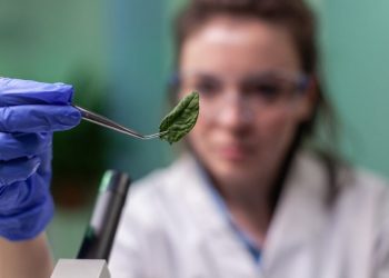 5 Tips for Growing DJ Short seeds Cannabis Seeds